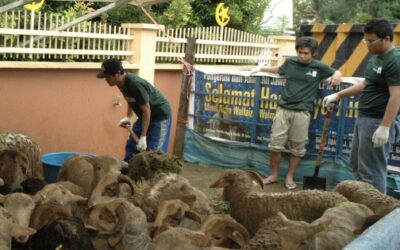 Since 1997: Al Huda’s Commitment to Qurban